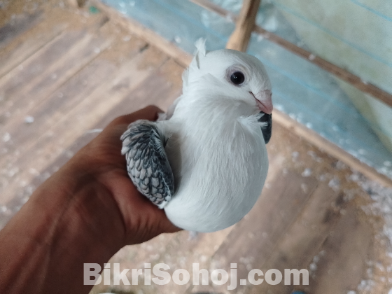 কবুতর